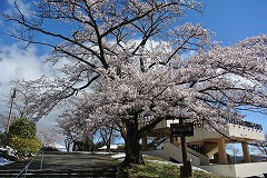 入口のソメイヨシノ満開