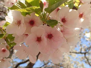 イズヨシノの花