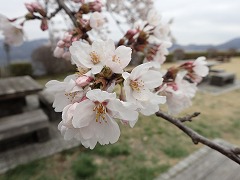 ベンチ付近のソメイの枝