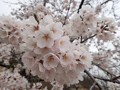 ソメイの花見ごろ