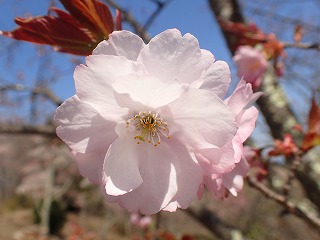 ソトオリヒメの花びらのグラデーション