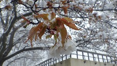 雪とオオシマザクラ