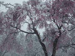 雪とシダレザクラ