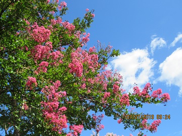 青空にはえるサルスベリの花