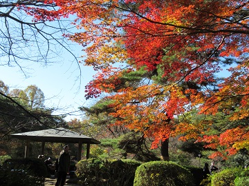 日本庭園のモミジ