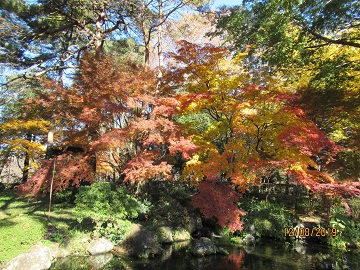 池のほとりのモミジ