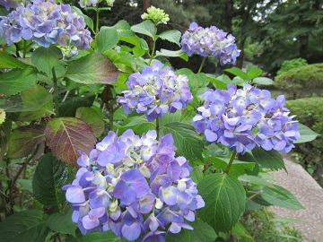 あじさいの花アップ