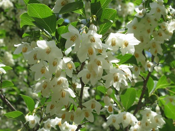 エゴノキに咲く花