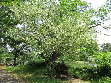 ボート池沿いにあるエゴノキ