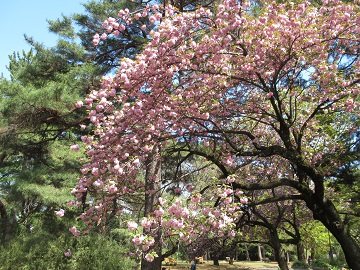 八重桜全体