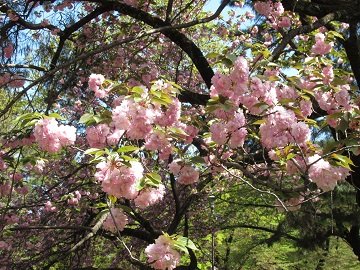 八重桜アップ