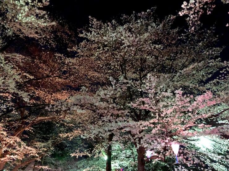 平成31年3月27日の夜桜1