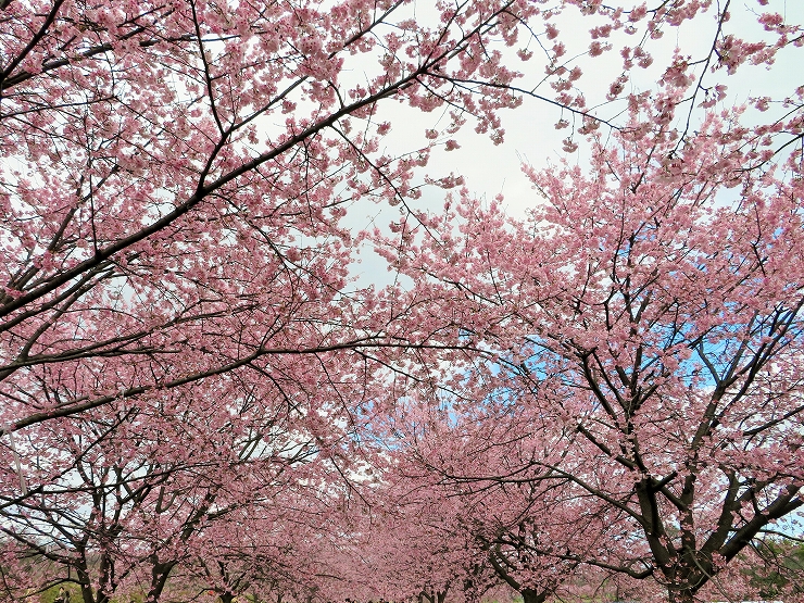 坂戸市北浅羽の寒桜3