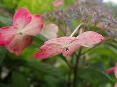 装飾花の紅色