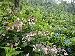 色とりどりの園地