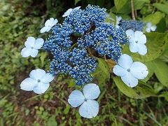 水色の装飾花