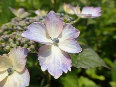 装飾花のガクヘンのうす紫色