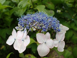 うすいピンクの混じった白いガクと青い真花