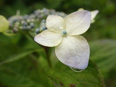 水を受ける装飾花