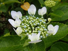 上向きの装飾花