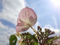 裏側からみた装飾花の透け感