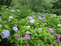 色とりどりのアジサイ園地