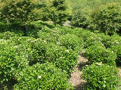 園地は黄緑色がまだ多い