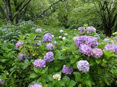 紫のアジサイが多い園地