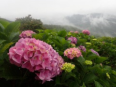 濃いピンク色のアジサイと遠くの霧