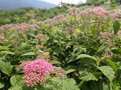 ピンク色のシモツケの花