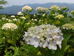 うすい紫の混じる白いアジサイ