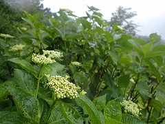 雨をうけた葉とつぼみたち