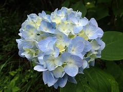 水色の薄い色づきの装飾花