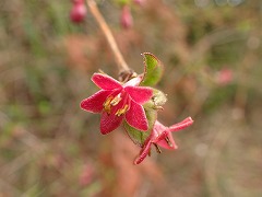 ウグイスカグラの花