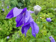 キキョウのつぼみと花