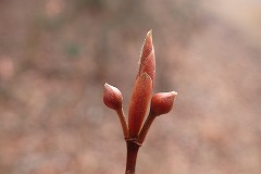 赤い色をしたクロモジの冬芽