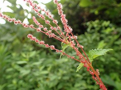 クサコアカソと思われる花