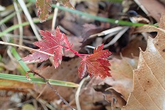 実生のもみじの小さな紅葉