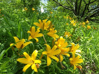 鮮やかなオレンジの花