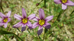 ニワゼキショウの小さな花