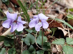 スミレのふた花