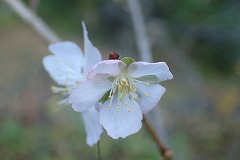 うつむくように咲く花