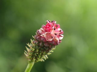 ワレモコウの花のアップ