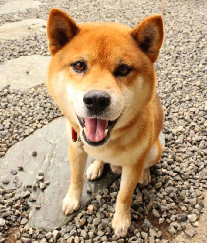 genki-1.JPG