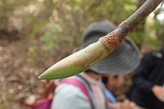 ホオノキの冬芽