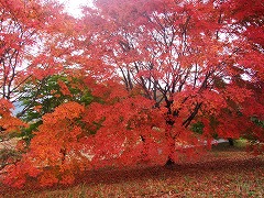 駐車場脇のもみじの紅葉