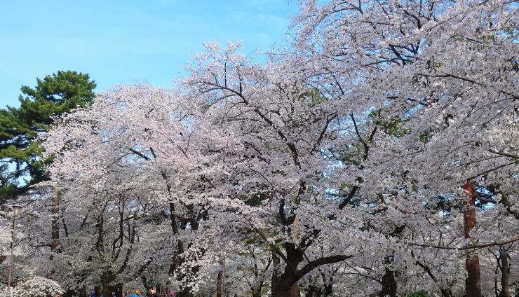 大宮公園満開の桜の写真