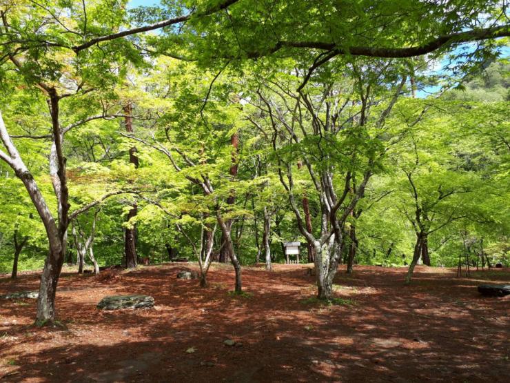 月の石もみじ公園の新緑（青もみじ）