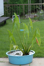 8月3日 植え替え前のくわいの写真