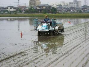 田植え